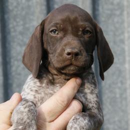 German Shorthaired Pointer and Labrador Retriever Puppies from LL Gun Dogs, LLC