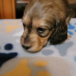 Dachshund Puppies from CLARK'S BREEDING PROGRAM