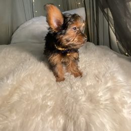 Yorkshire Terrier Puppies from Cutest AKC AZ Yorkies