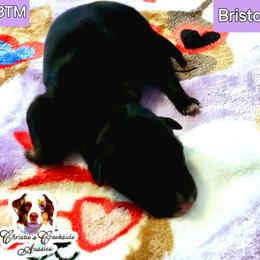 Bristol - Black tri male Miniature Australian Shepherd puppy in Punta Gorda, Florida from Christie's Creekside Aussies