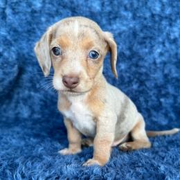 Isabella Dapple - Dapple male Dachshund puppy in George West, Texas from Rockin M Kennel