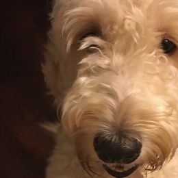 Cockapoos, Goldendoodles, and Poodles from Texas Teddy Doodles