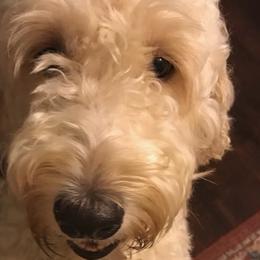 Cockapoos, Goldendoodles, and Poodles from Texas Teddy Doodles