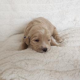 Blue - Cream male Goldendoodle puppy in Cumming, Georgia from Chattahoochee Kennels
