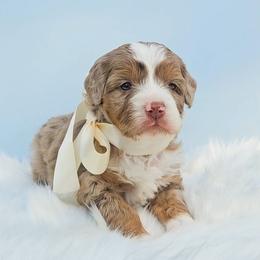 Tulip - Chocolate merle female Bernedoodle puppy in Russell Springs, Kentucky from 270 Doodles