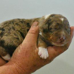 Tac - Red merle male Aussiedoodle puppy in Delta, Colorado from PTK Ranch