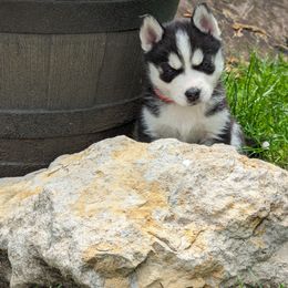 Siberian Husky Puppies from 3 Rivers Siberians(Richard's)