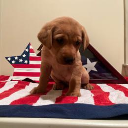 Dixie - Yellow Collar Female - Yellow female Labrador Retriever puppy in Hurtsboro, Alabama from PARK’s Family Farm