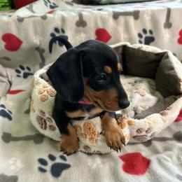 Pink - Black and tan female Dachshund puppy in Cumby, Texas from Dog Daze Ranch