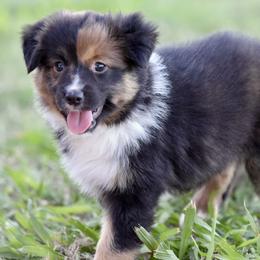 Nova - Red female Miniature Australian Shepherd puppy in Wichita Falls, Texas from Shooting Stars Ranch Toy and Mini Aussies