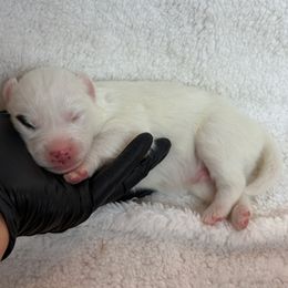 Patch - White male Pomsky puppy in Mc Minnville, Oregon from West Coast Pomskies