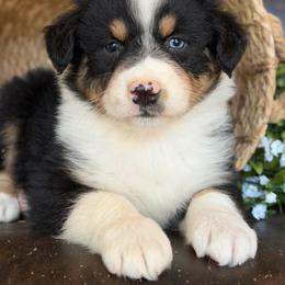 Fletcher-has tail-many videos - Black tri-color male Australian Shepherd puppy in Troy, South Carolina from Australian Shepherds of 3/W Farms