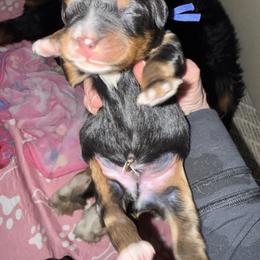 Blue - Phantom male Bernedoodle puppy in Curtice, Ohio from The Pink Doghouse