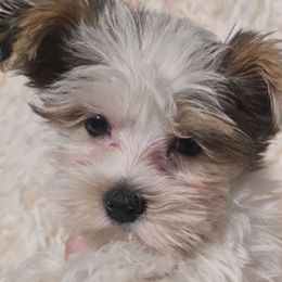Zeus - Parti male Yorkshire Terrier puppy in Lebanon, Kentucky from Mosaic Merle Doodles