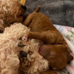 Poe - Red  male Goldendoodle puppy in Lillington, North Carolina from Peace, Love, and Puppies at the Creek