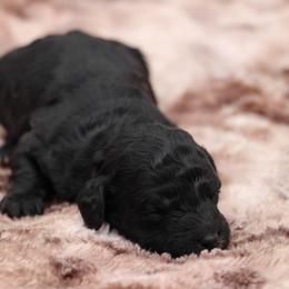Yellow collar - Black female Poodle puppy in Edmond, Oklahoma from The Redbud Roost