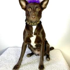 Xoloitzcuintli All Grown Up from Yadalanh Xoloitzcuintli