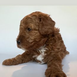 Poodle Puppies from The Sweet Life of a Toy Poodle