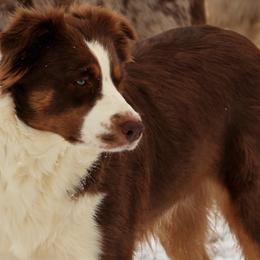 Cheyenne - Australian Shepherd