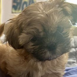 Shih Tzus from Fur Babies, LLC