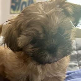 Shih Tzus from Fur Babies, LLC