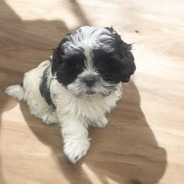 Shih Tzu Puppies from TACG