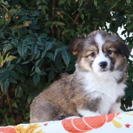 Sable fluffy boy 2 - Sable male Pembroke Welsh Corgi puppy in Caliente, California from Rafter Cross 7