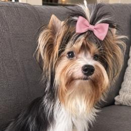 Donna - Yorkshire Terrier