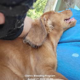 Dachshund Puppies from CLARK'S BREEDING PROGRAM