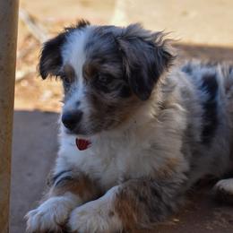 Lungo - Miniature Australian Shepherd puppy from Texas Bluebonnet Herders