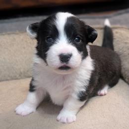 Crumble - Black and white female Cardigan Welsh Corgi puppy in Garrett, Indiana from Chloe's Colorful Corgis