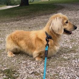 Arturo - Dachshund