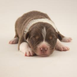 Bunny - Red tri-color male Australian Shepherd puppy in Placerville, California from BFF Aussies