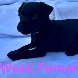 Patterdale Terrier Puppies from Patterdales For You!