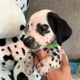 Porter - White and black male Dalmatian puppy in Newfoundland, Pennsylvania from Poconopaws