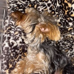 Yorkshire Terriers from Feliza's Yorkshire Terriers
