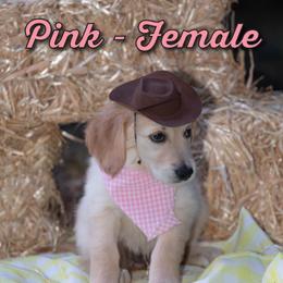 Golden Retriever Puppies from Valley County Goldens