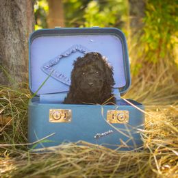 Poodle Puppies from Northwest pets Poodles