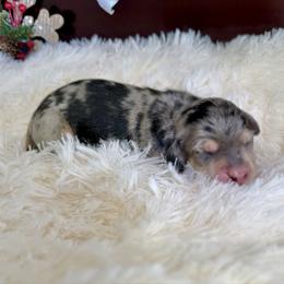 Elvis - Dapple male Dachshund puppy in Alexander, North Dakota from Wild Rose Ridge Doxies