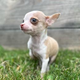 Tiny Minnie ( 3-4 pounds full grown) - Gold and white female Chihuahua puppy in Alvord, Texas from Gift of Gods Favor