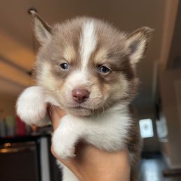 Boy 2 - Chocolate Pomsky puppy in Kentwood, Michigan from Pupstar Pomskies