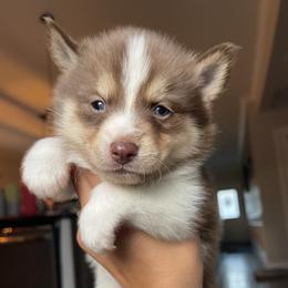 Boy 2 - Chocolate Pomsky puppy in Kentwood, Michigan from Pupstar Pomskies