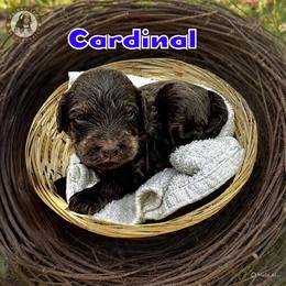 Cardinal - Brown male Bernedoodle puppy in Banner Elk, North Carolina from Walnut Tree Bernedoodles