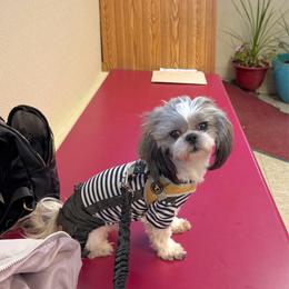 Joy - Shih Tzu