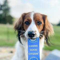Nederlandse Kooikerhondjes from Emma Vescovo