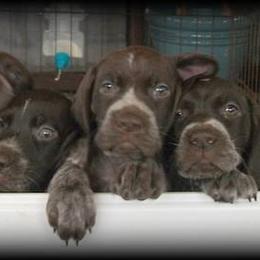 German Shorthaired Pointer Puppies from Keystone Gun Dogs/vom Schlussstein Shorthairs