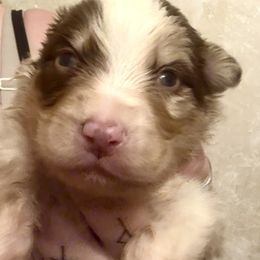 Enzo - Red merle male Australian Shepherd puppy in Auburndale, Florida from Amber's Aussies and Huskies