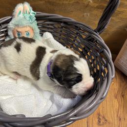 Purple - Brindle and white female Saint Bernard puppy in Auburn, Washington from Sara’s Saint Bernards