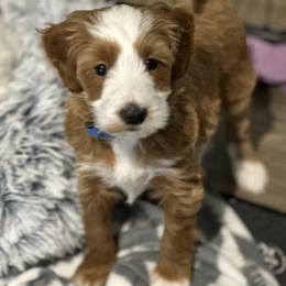 Blizzard - Red  male Goldendoodle puppy in Florence, South Carolina from Candy Doodles
