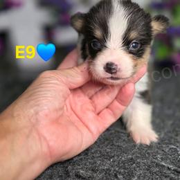 E9 - Black and tan male Pembroke Welsh Corgi puppy in Jacksonville, Texas from ArmnalegRanch LLC